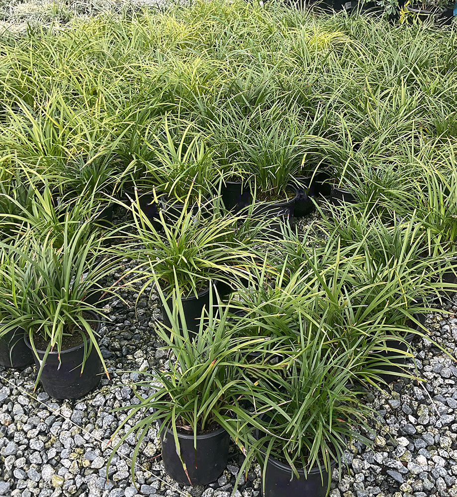 Liriope Muscari 