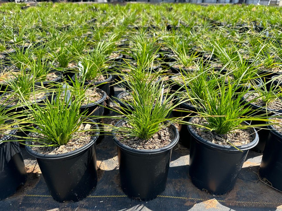 Lomandra Shorty (Lomandra confertifolia ‘Pom Pom’)