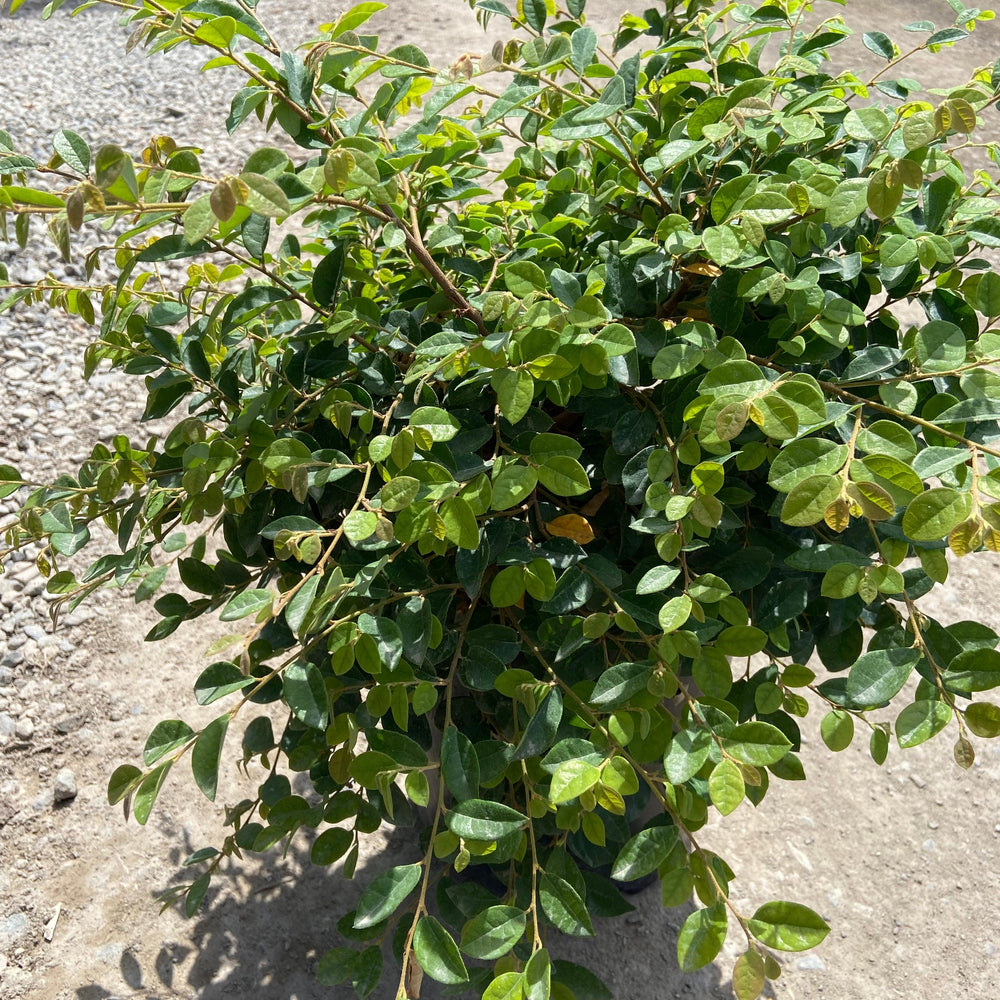 Snow Dance Fringeflower - Loropetalum Chinense Snowdance - Pulled Nursery