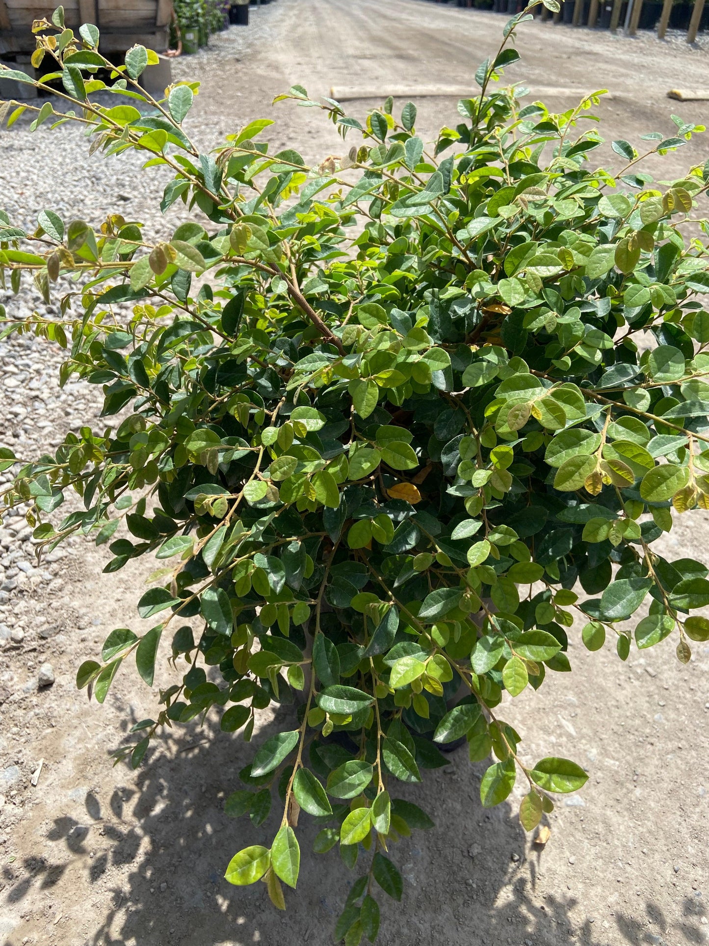 Snow Dance Fringeflower - Loropetalum Chinense Snowdance - Pulled Nursery