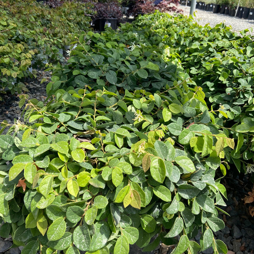 Emerald Snow Fringeflower - Loropetalum Chinense Emerald Snow - Pulled Nursery