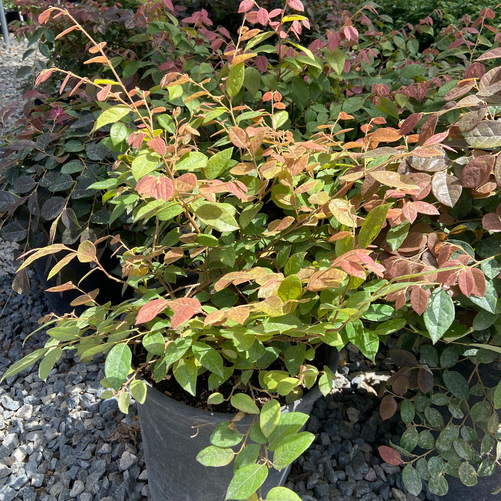 Razzleberri Fringe Flower - Loropetalum chinense 'Razzleberri' - Pulled Nursery