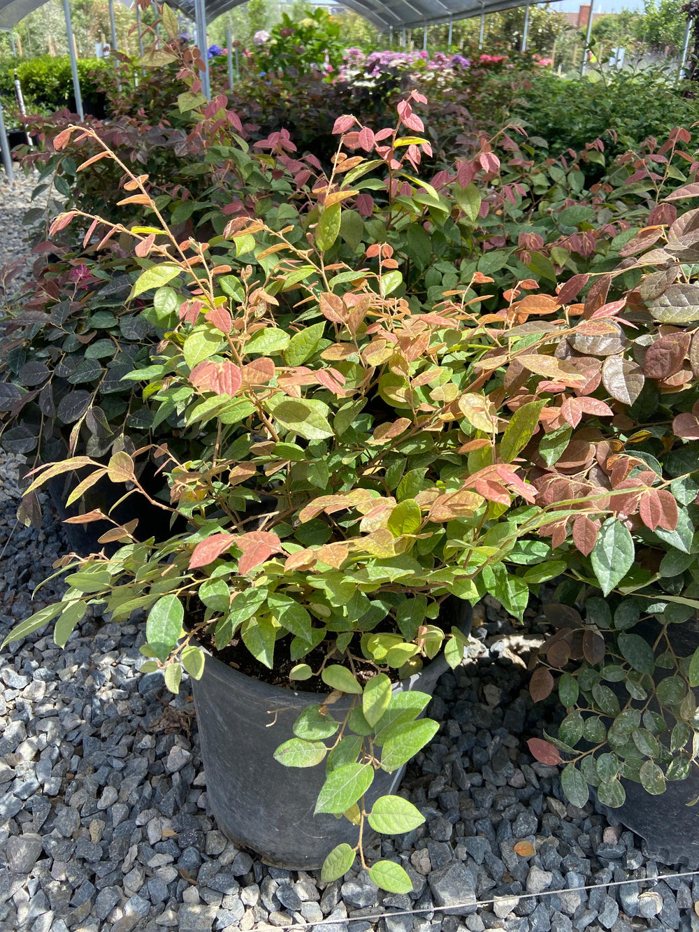 Razzleberri Fringe Flower - Loropetalum chinense 'Razzleberri' - Pulled Nursery