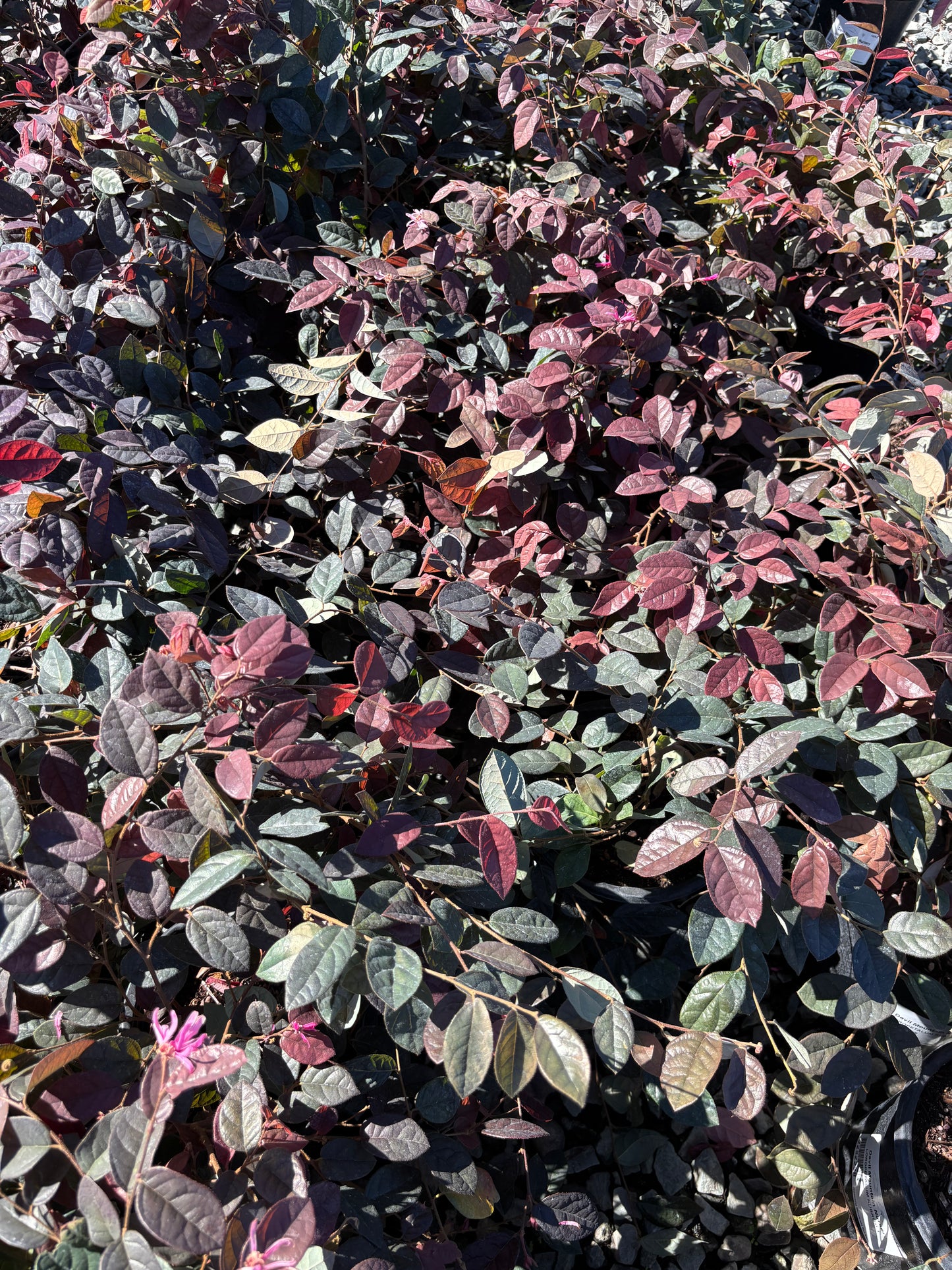 Jazz Hands Variegated® Loropetalum