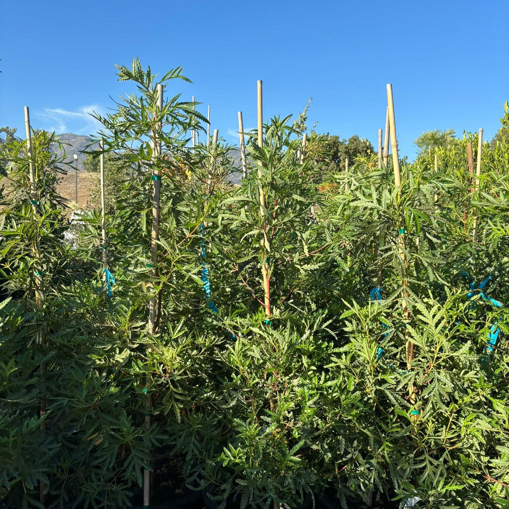 
                      
                        Ironwood - Lyonothamnus floribundus asplenifolius - Pulled Nursery
                      
                    