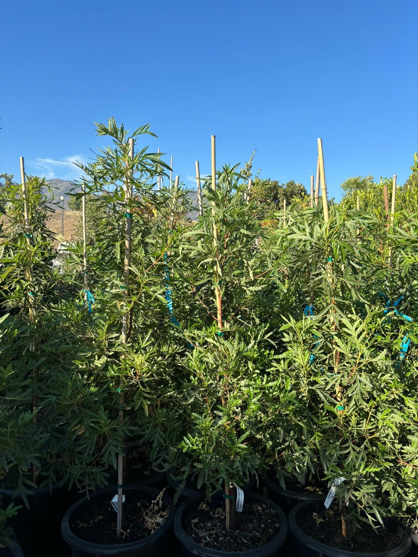 Ironwood - Lyonothamnus floribundus asplenifolius - Pulled Nursery