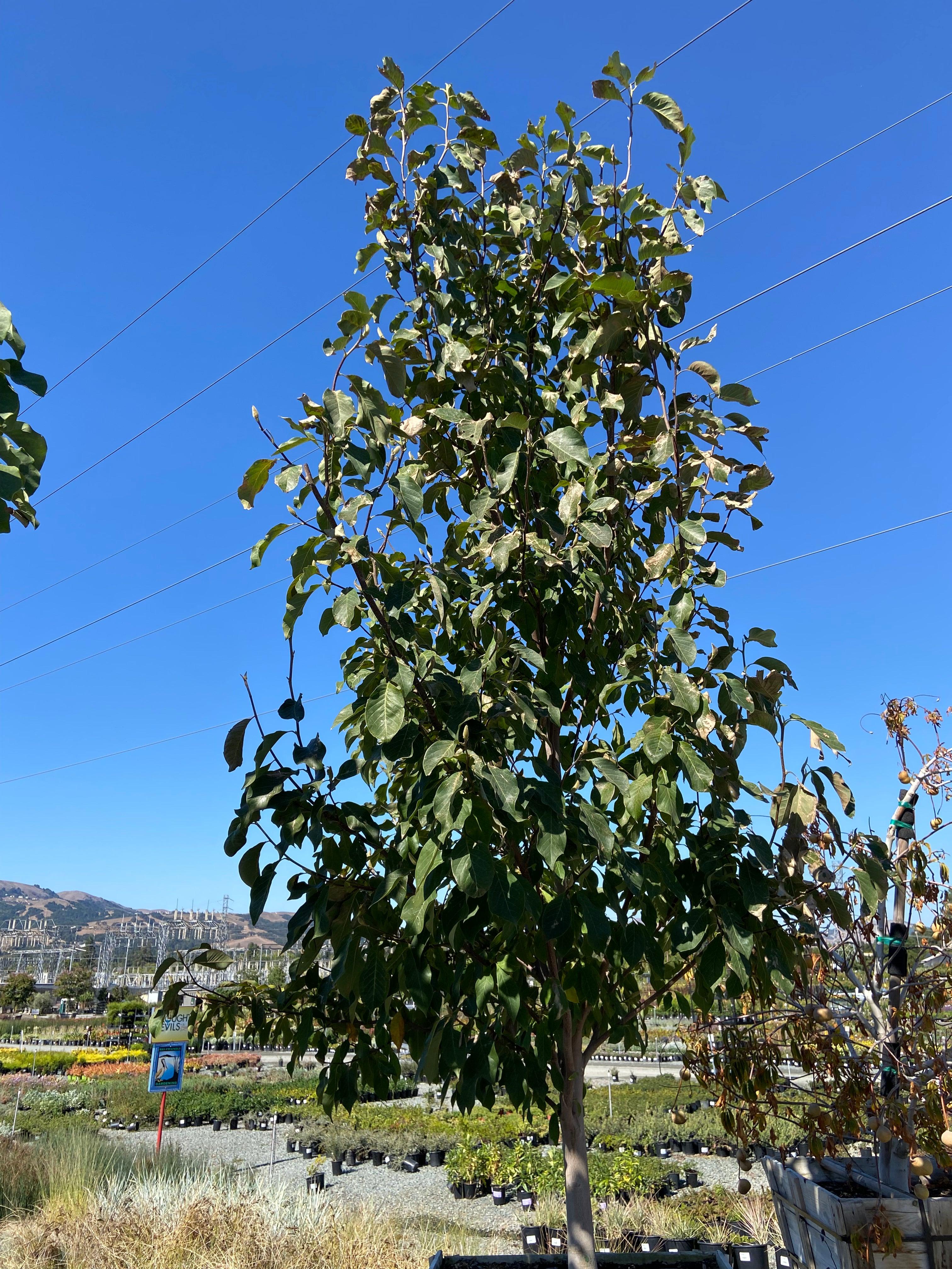 Magnolia – Yardwork
