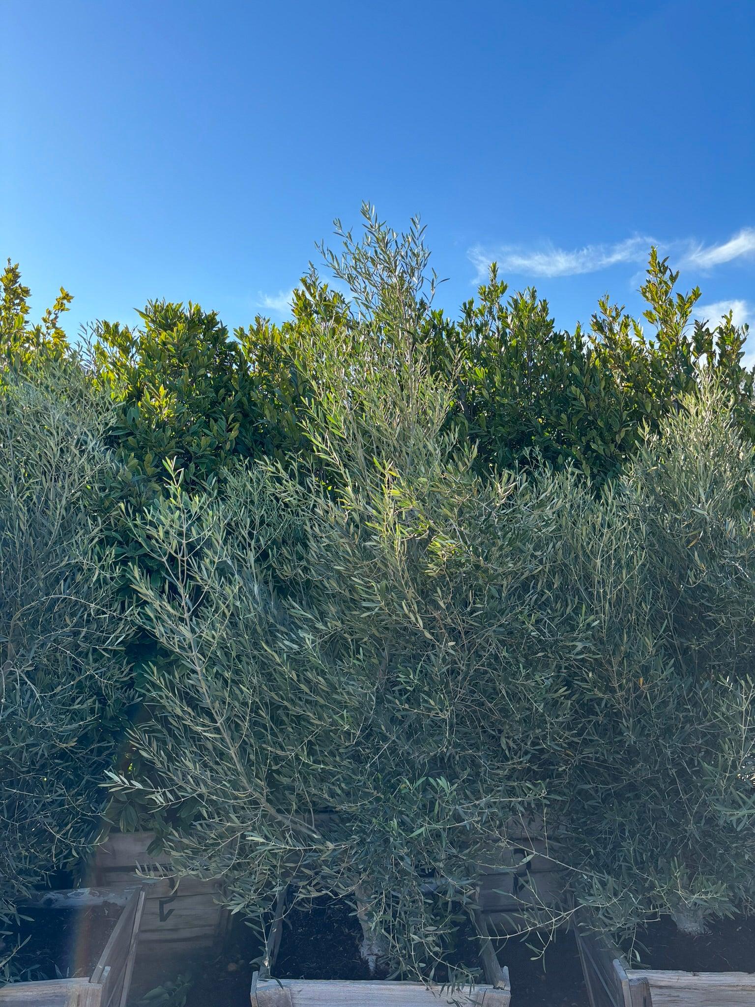 Majestic Beauty Olive Olea Majestic Beauty Pulled Nursery