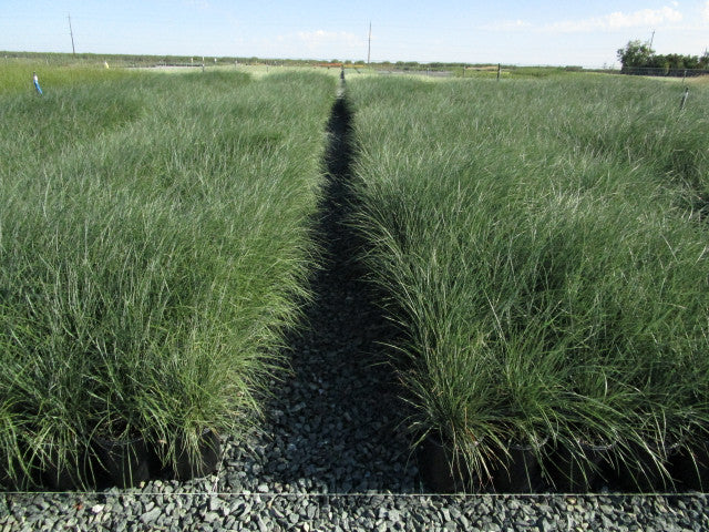 Mexican Deer Grass - Muhlenbergia Dubia