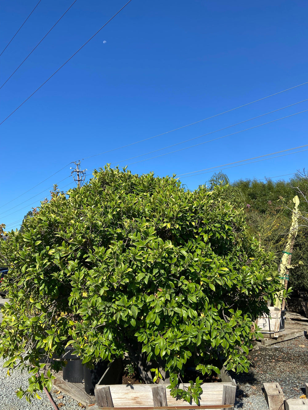 Banana Shrub - Michelia Figo - Pulled Nursery