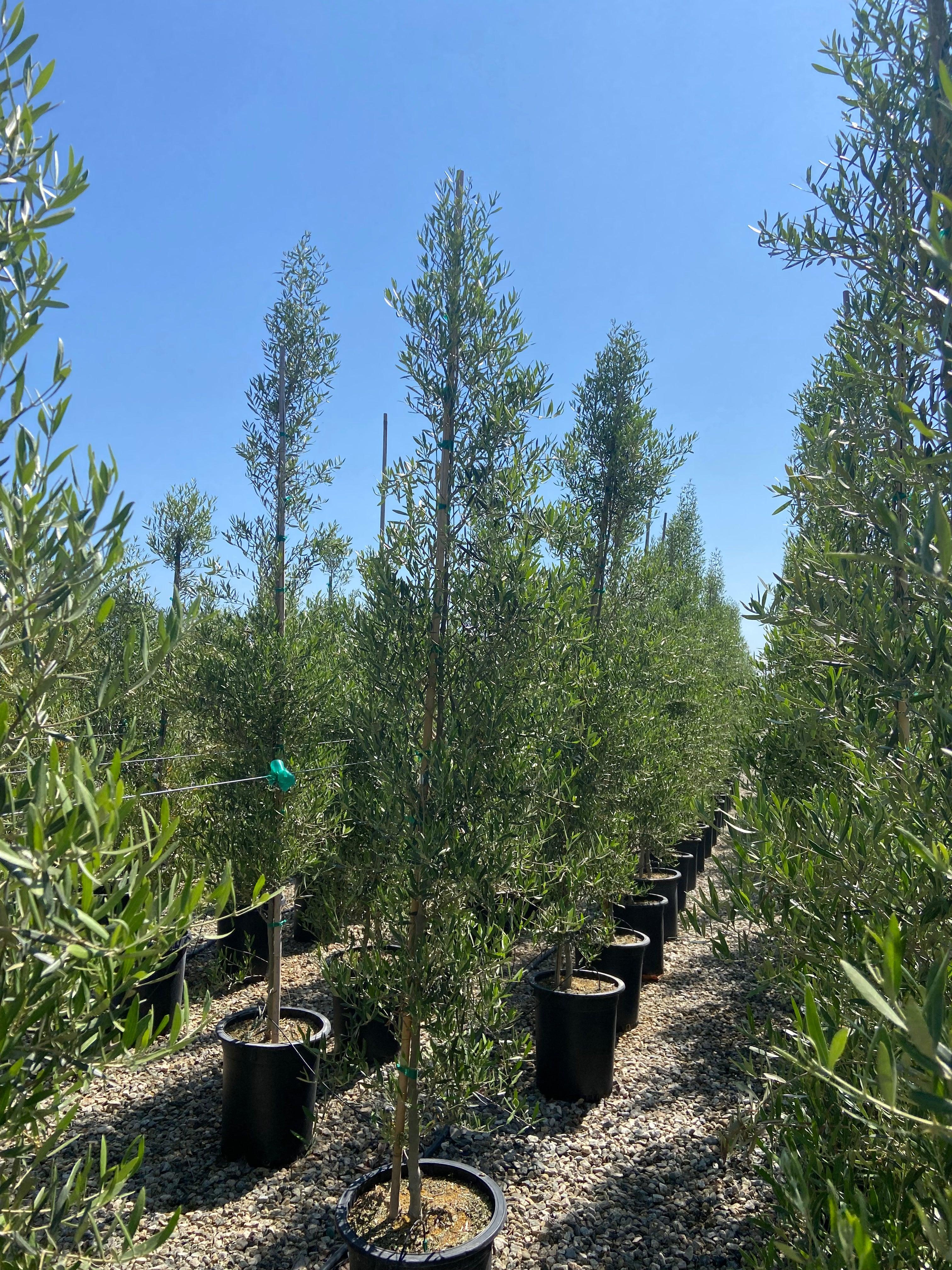 Majestic Beauty Olive Tree - Olea Majestic Beauty – Yardwork