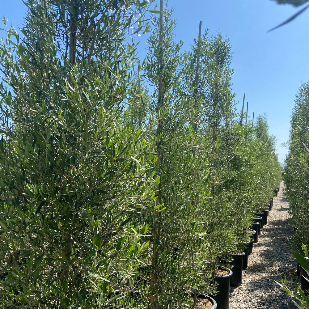 
                      
                        Majestic Beauty Olive - Olea Majestic Beauty - Pulled Nursery
                      
                    