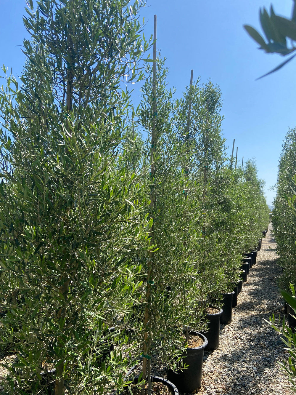 Majestic Beauty Olive - Olea Majestic Beauty - Pulled Nursery