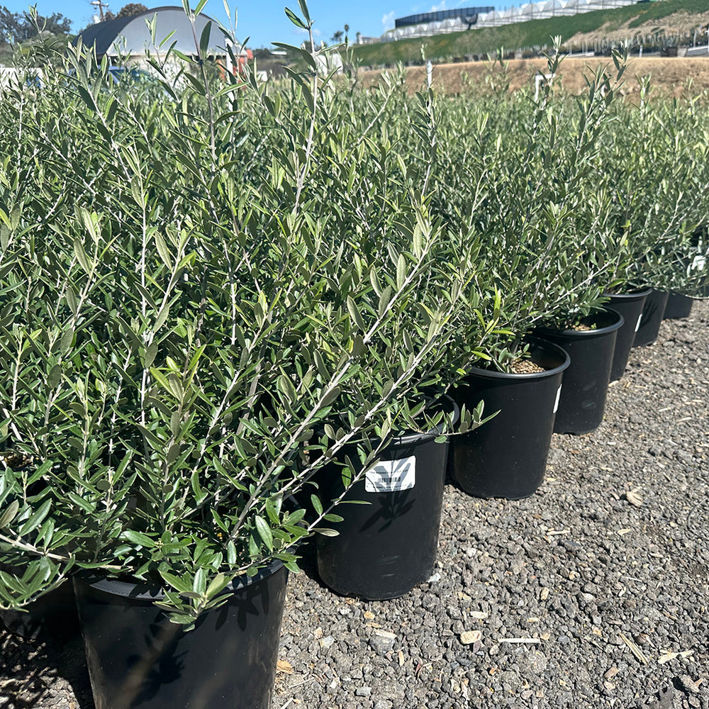 
                      
                        Semi Fruitless Olive Tree - Olea Europaea ‘Wilsonii’
                      
                    