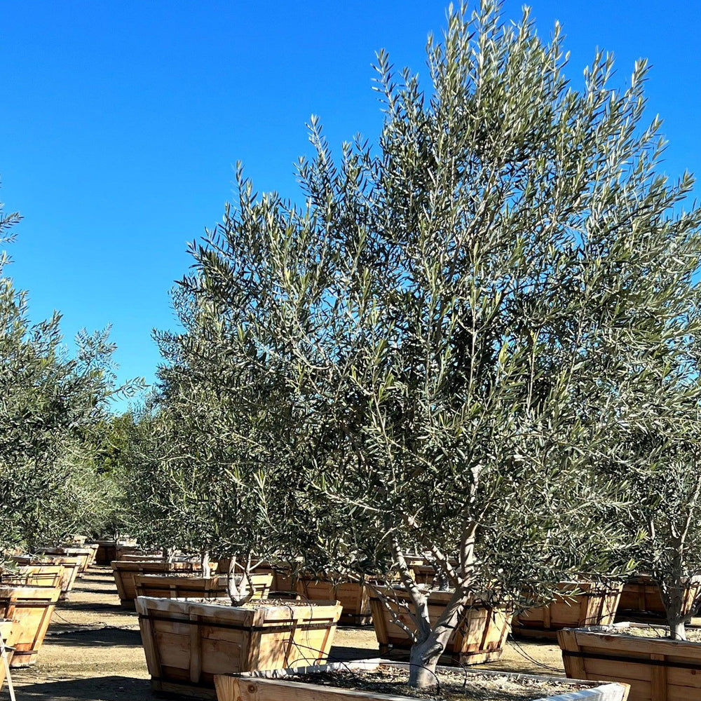 
                      
                        Swan Hill Olives® Fruitless Olive Tree - Olea Europaea 'Swan Hill' - Pulled Nursery
                      
                    