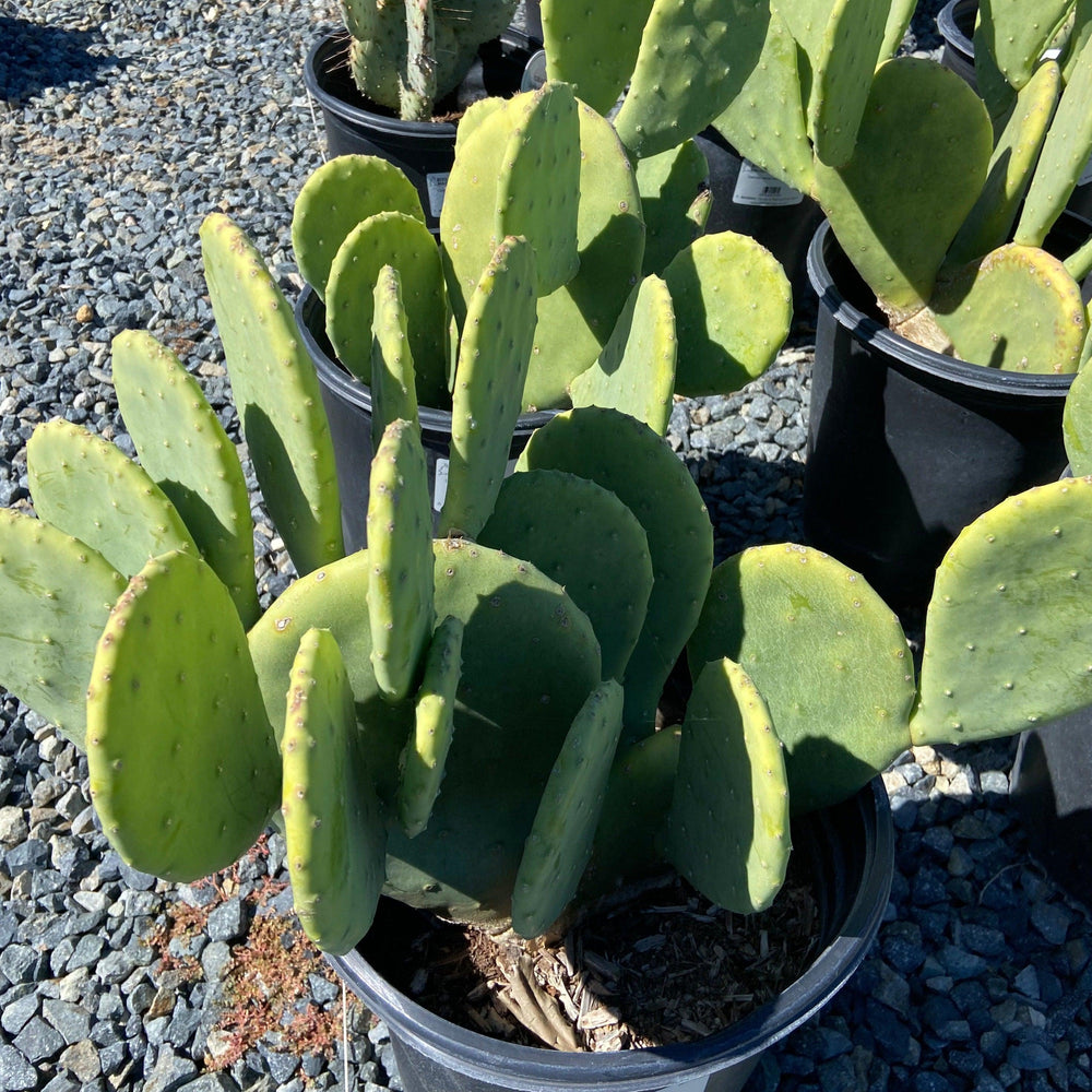 Hardy Spineless Prickly Pear - Opuntia cacanapa 'Ellisiana' - Pulled Nursery