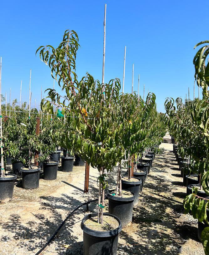 Desert Gold Peach Tree