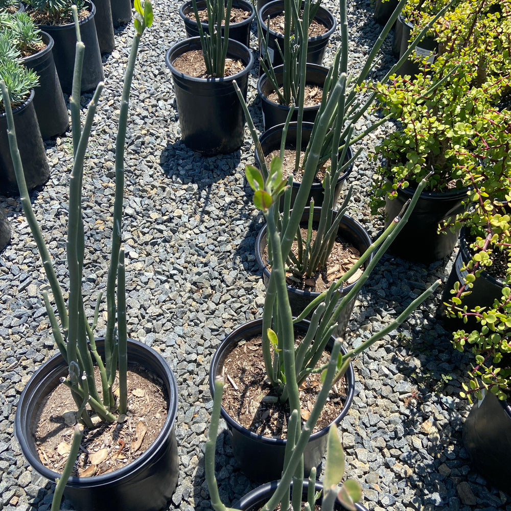 Tall Slipper Plant - Pedilanthus bracteatus - Pulled Nursery