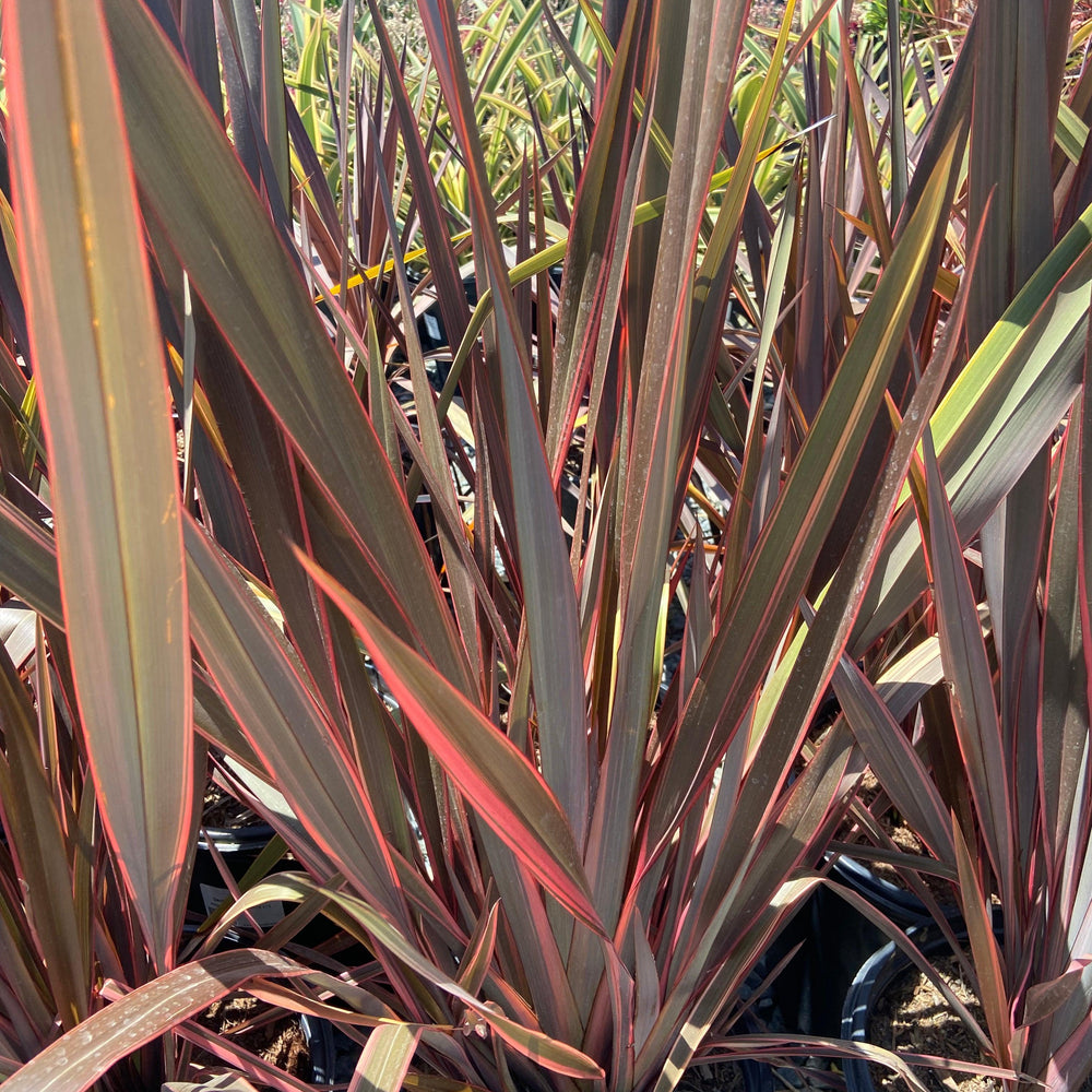 
                      
                        New Zealand Flax - Phormium - Pulled Nursery
                      
                    