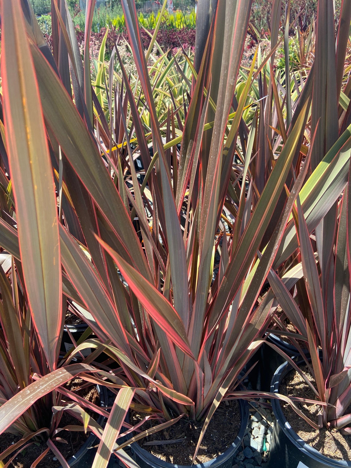 New Zealand Flax - Phormium - Pulled Nursery