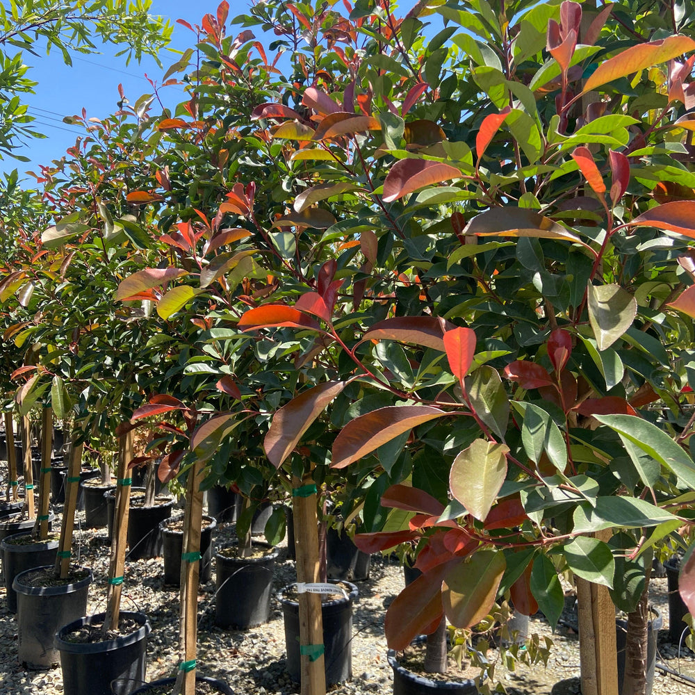 Red-Leaf Photinia (Photinia Fraseri) Tree - Pulled Nursery