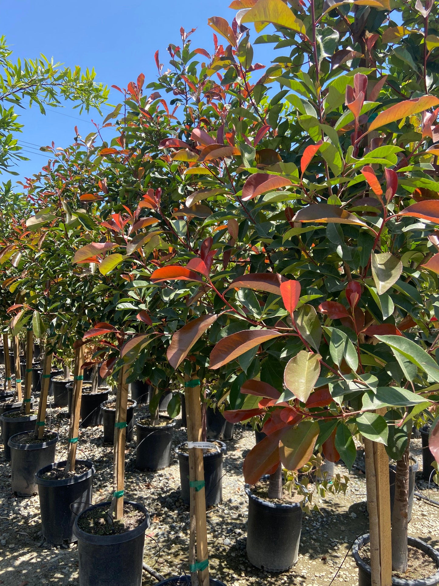 Red-Leaf Photinia (Photinia Fraseri) Tree - Pulled Nursery