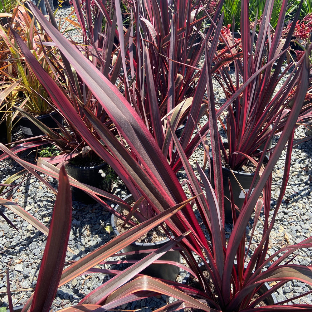 
                      
                        New Zealand Flax - Phormium - Pulled Nursery
                      
                    