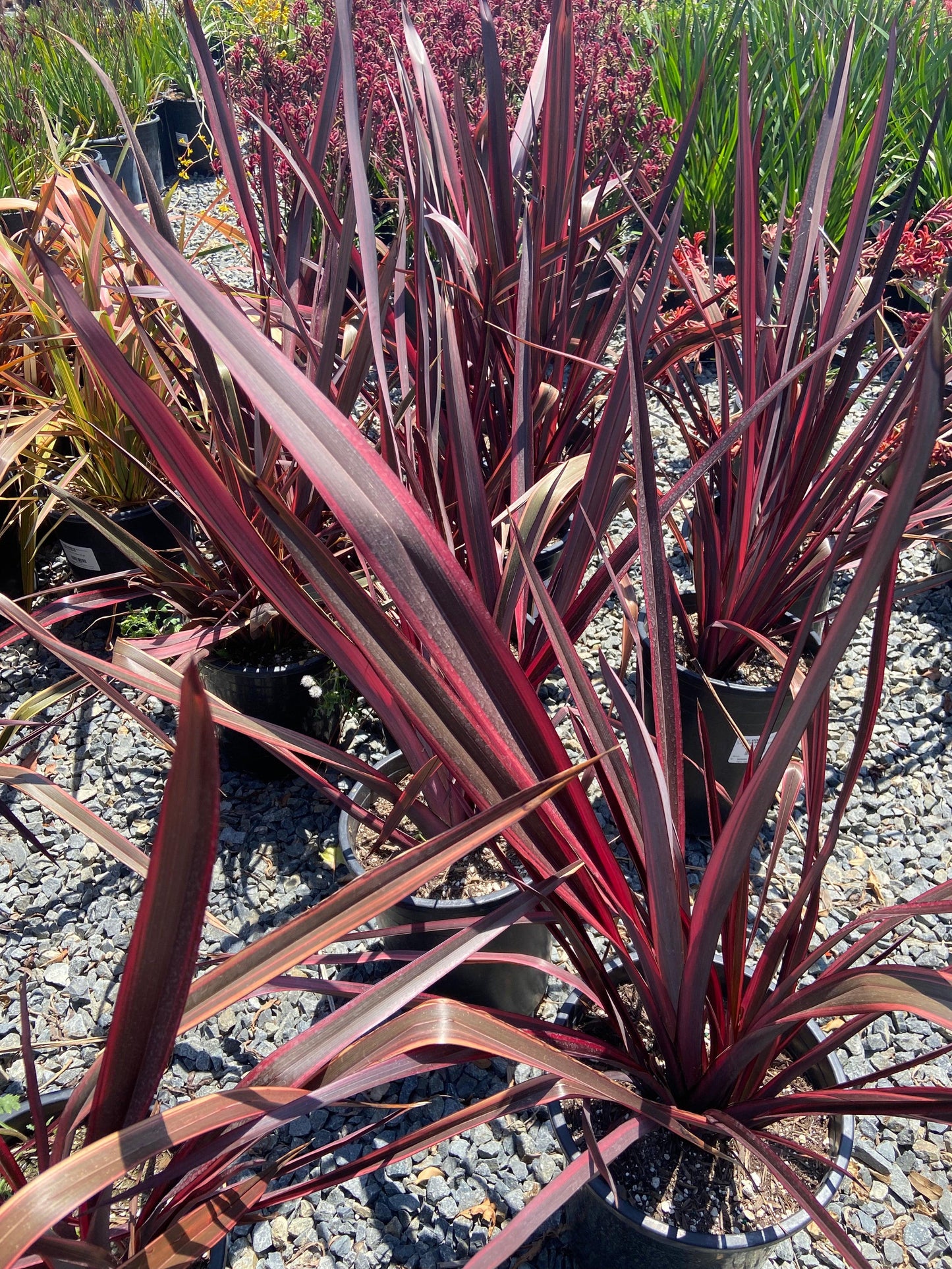 New Zealand Flax - Phormium - Pulled Nursery