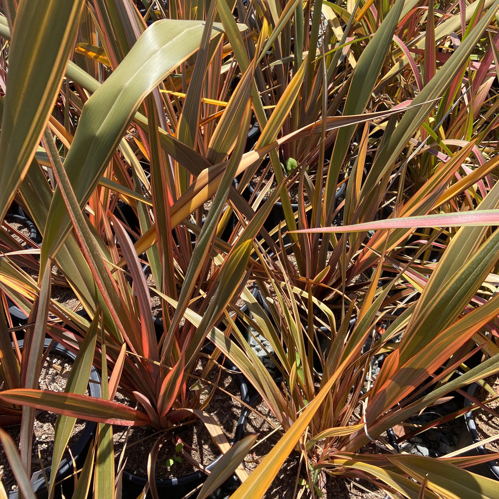 
                      
                        New Zealand Flax - Phormium - Pulled Nursery
                      
                    