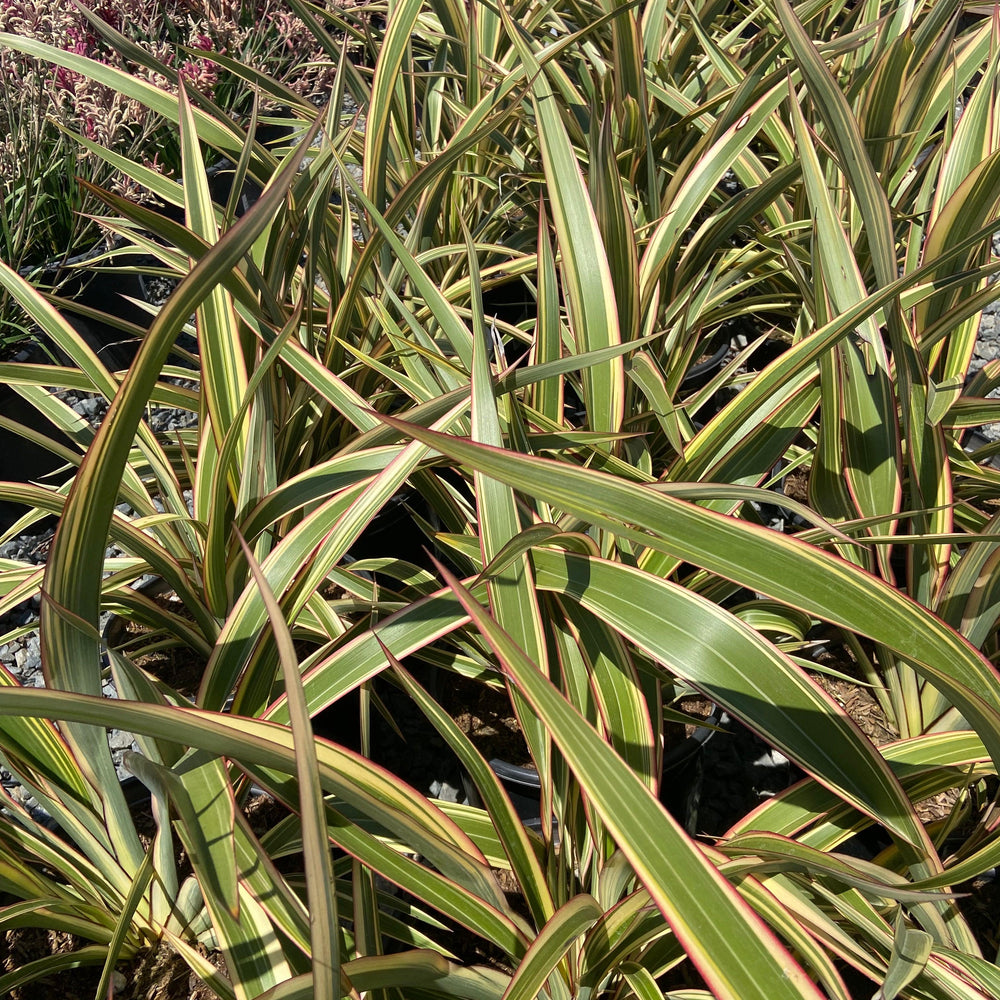 
                      
                        New Zealand Flax - Phormium - Pulled Nursery
                      
                    