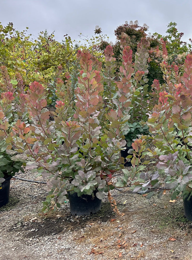 Old Fashioned Smoke Tree - Cotinus coggygria 'Old Fashioned'