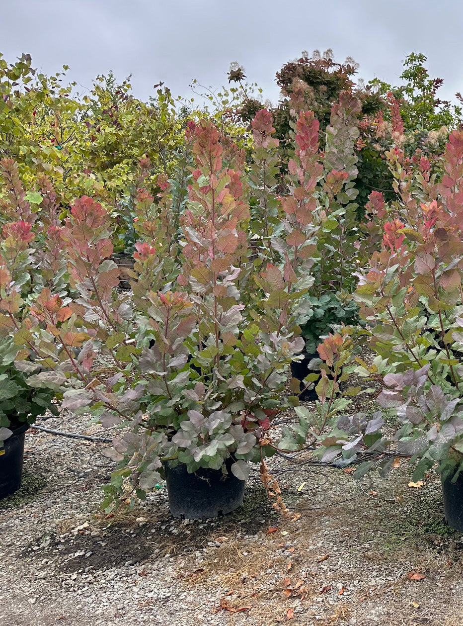 Old Fashioned Smoke Tree - Cotinus coggygria 'Old Fashioned'