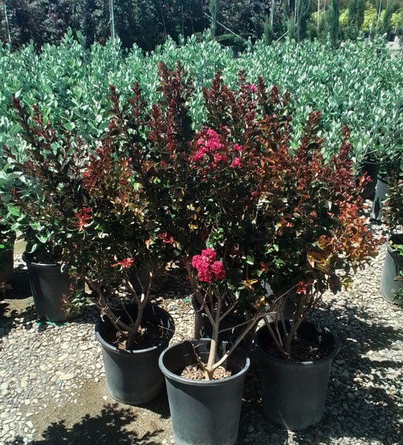 Thunderstruck™ Rumblin Red™ Crape Myrtle