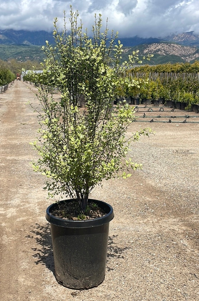 Pittosporum Silver Sheen - Pittosporum tenuifolium 'Silver Sheen ...