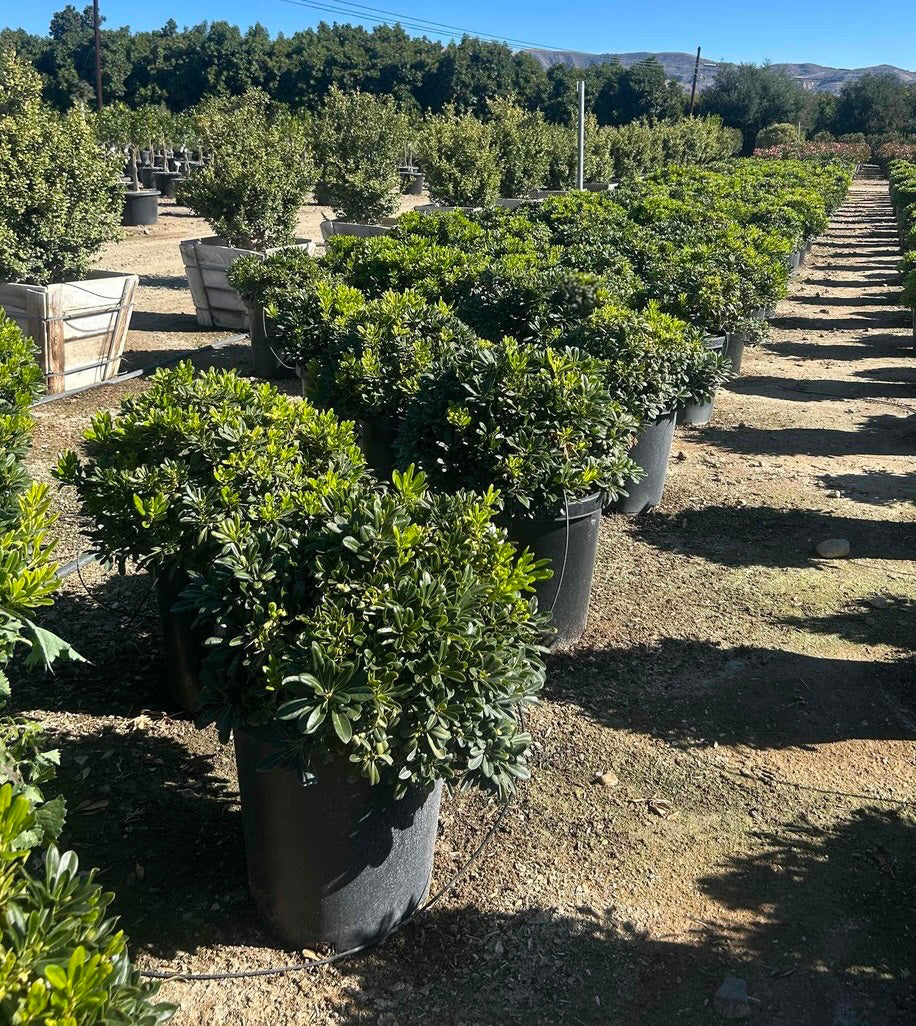 Dwarf Pittosporum (Pittosporum Tobira Wheeler's Dwarf)