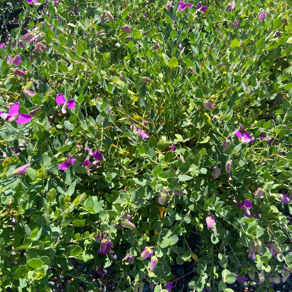 Sweet Pea - Polygala dalmaisiana - Pulled Nursery