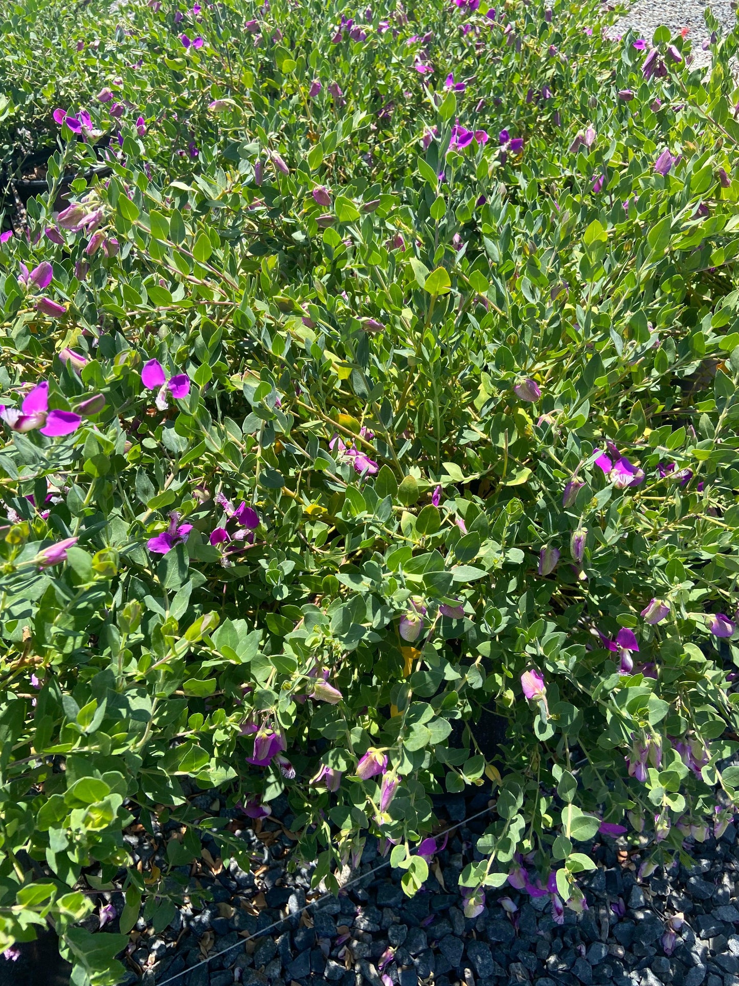 Sweet Pea - Polygala dalmaisiana - Pulled Nursery