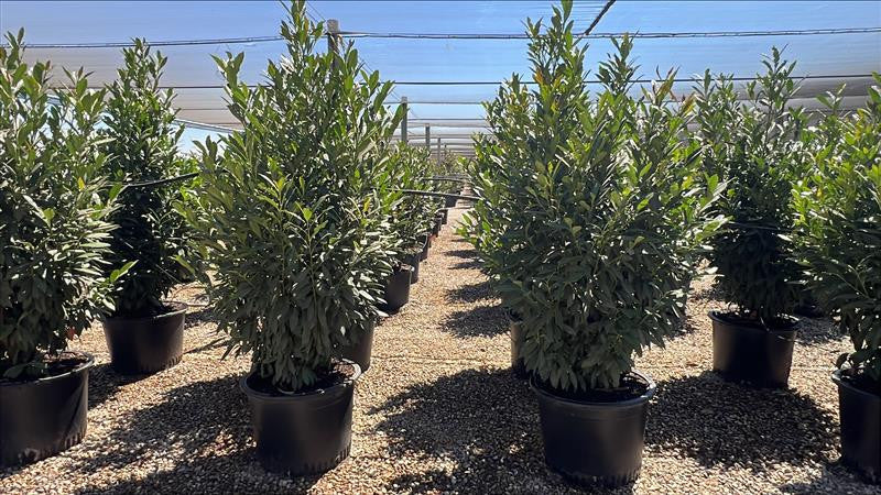 Skip Laurel - Prunus laurocerasus Schipkaensis – Yardwork
