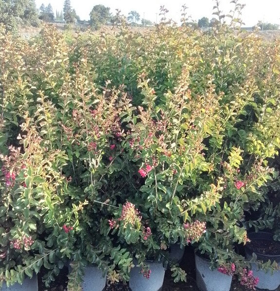 Scarlet Colorama™ Crape Myrtle