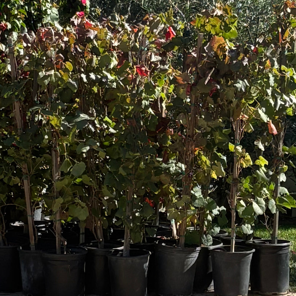 Rogers Red Grape - Vitis California Rogers Red