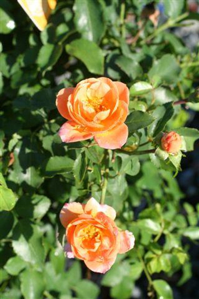 Flower Carpet Rose - Rosa Flower Carpet