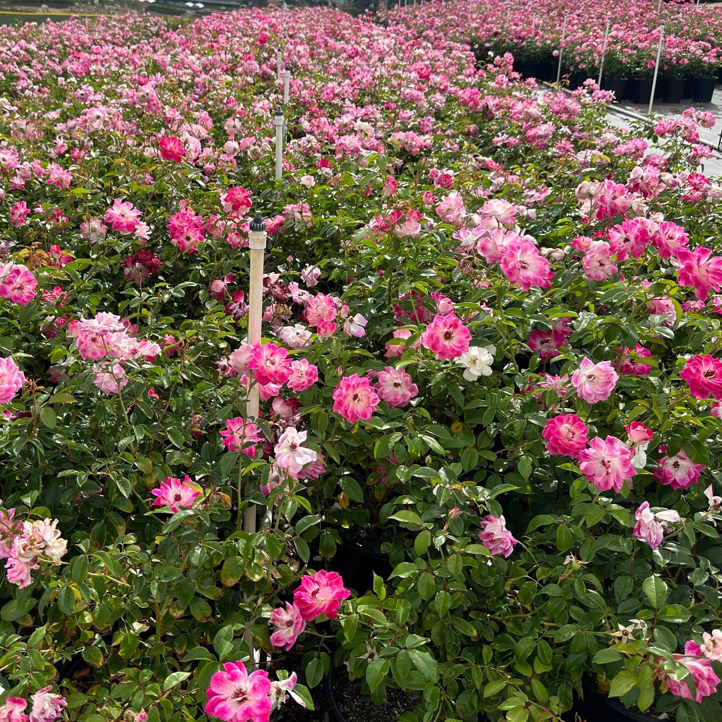 Brilliant Pink Iceberg Rose