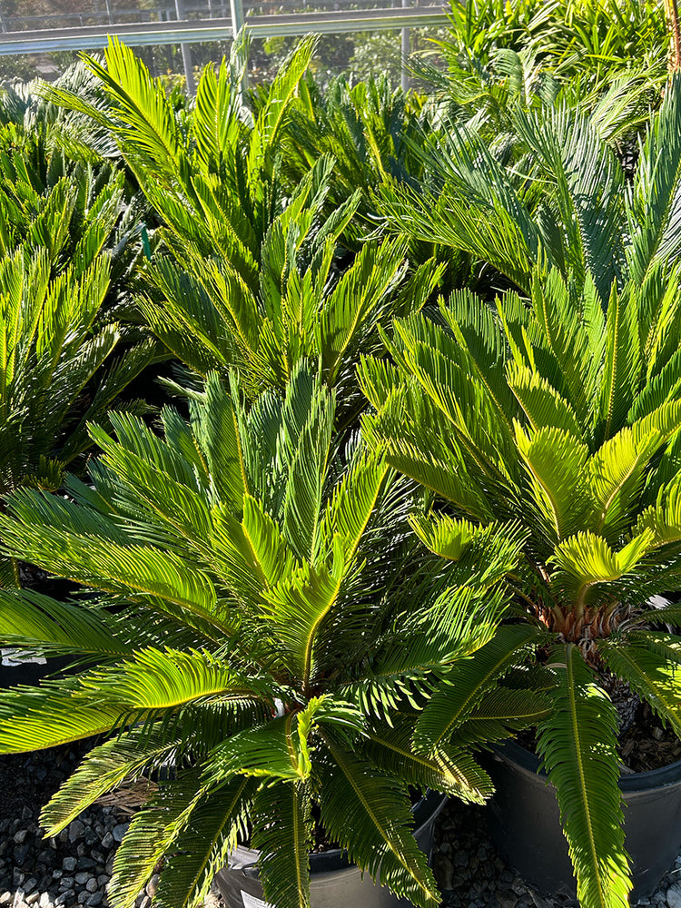 Sago Palm - Cycas revoluta