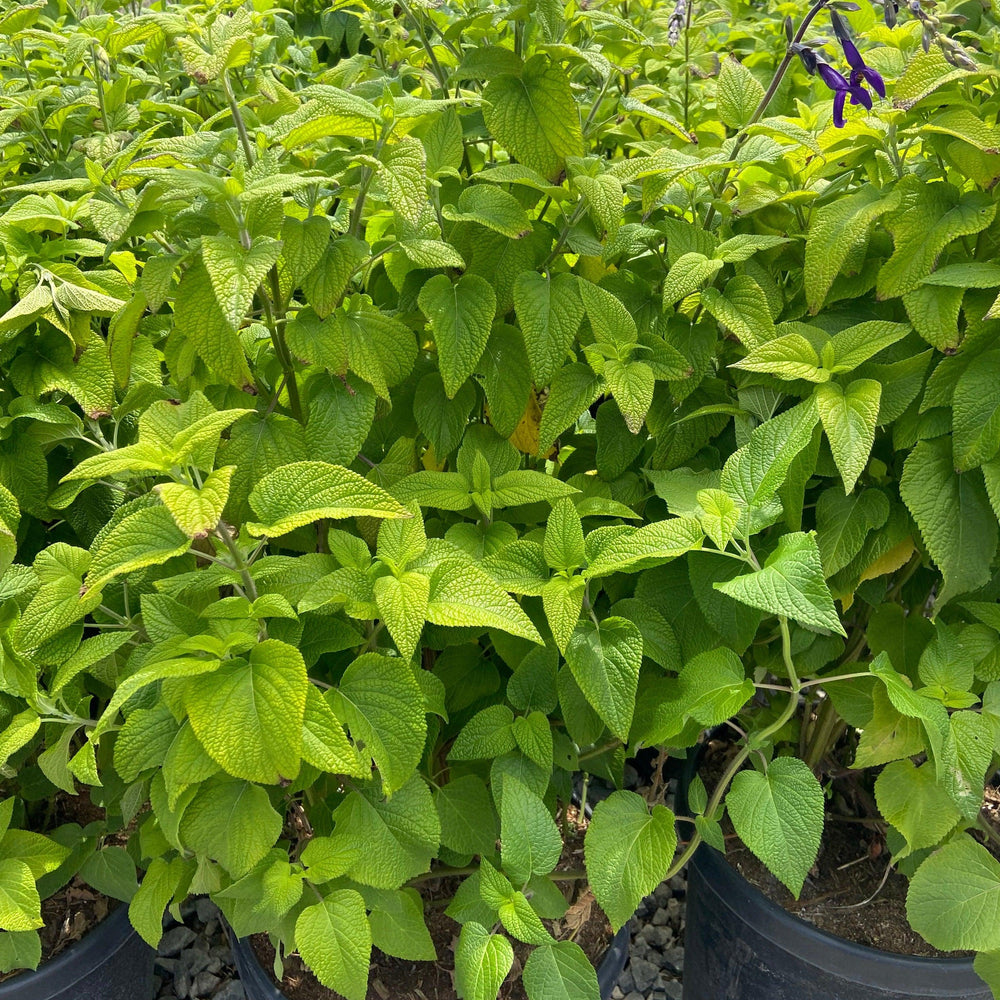 Purple Majesty Sage - Salvia Purple Majesty - Pulled Nursery