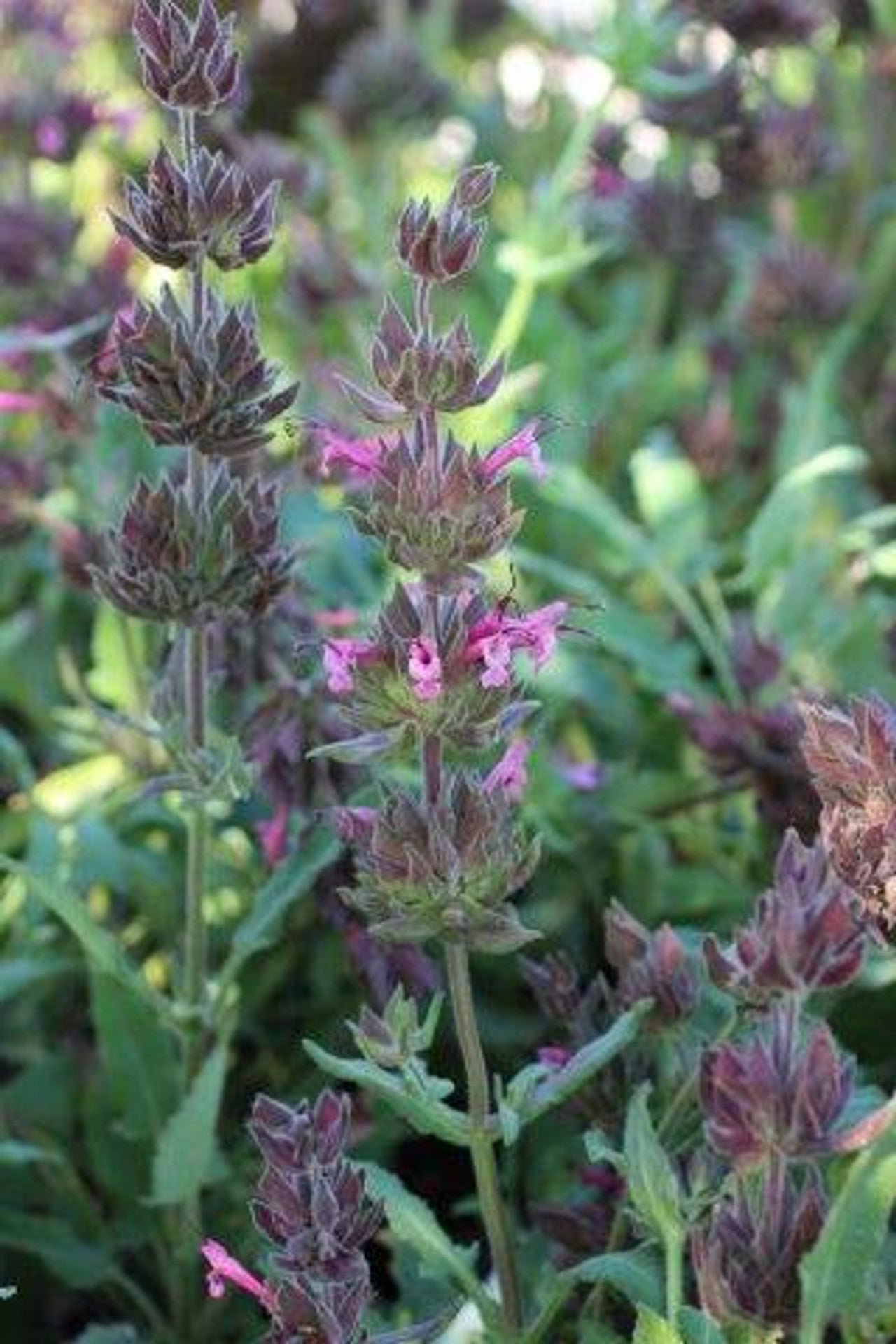 Salvia Spathacea - Hummingbird Sage