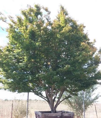 
                      
                        Coral Bark Japanese Maple (Acer Palmatum Sango Kaku) - Pulled Nursery
                      
                    