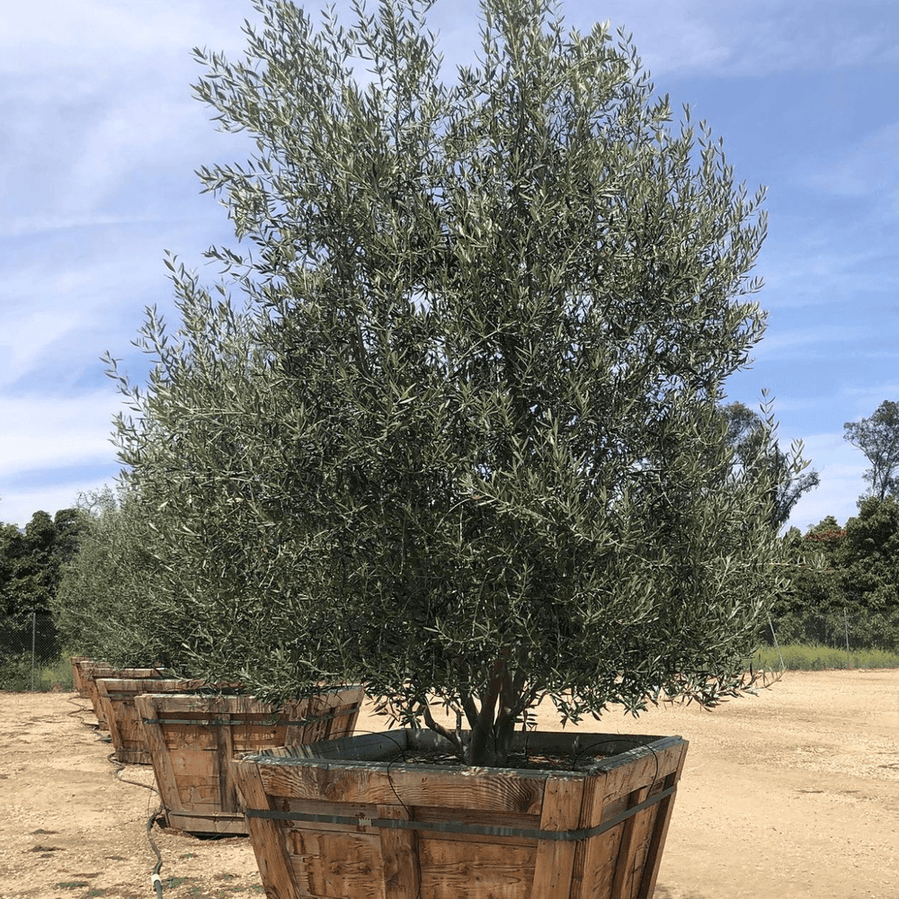 
                      
                        Swan Hill Olives® Fruitless Olive Tree - Olea Europaea 'Swan Hill' - Pulled Nursery
                      
                    