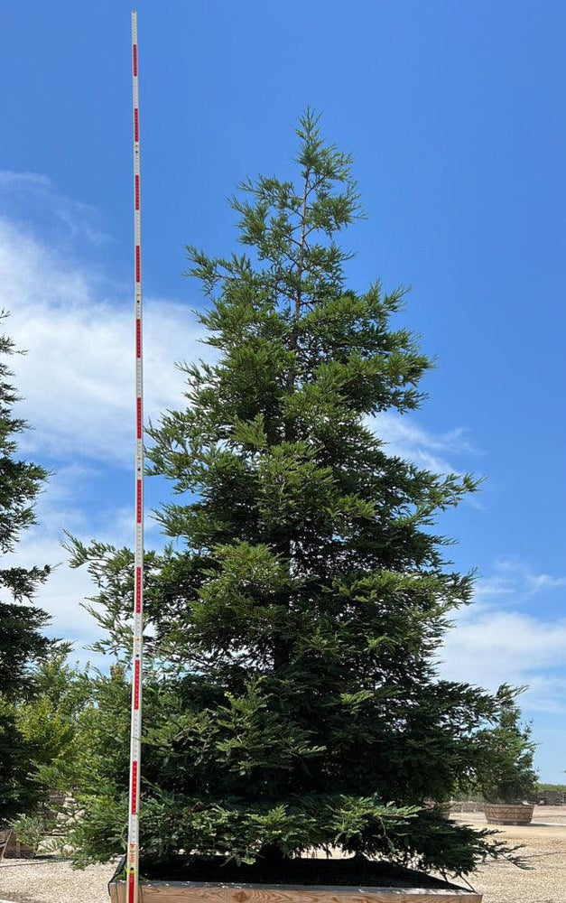 Coast Redwood - Sequoia sempervirens - Pulled Nursery