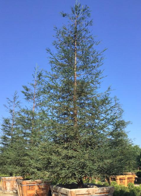 
                      
                        Coast Redwood - Sequoia sempervirens - Pulled Nursery
                      
                    