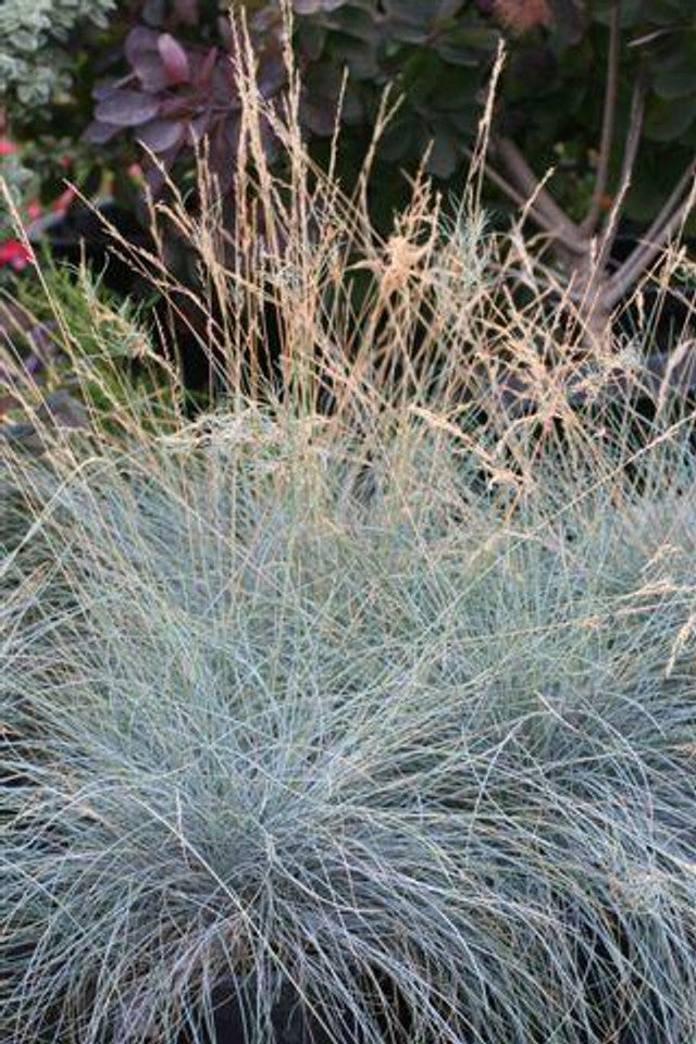 Siskiyou Blue Hybrid Fescue - Festuca idahoensis x 'Siskiyou Blue'